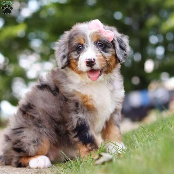 Mrs. O’Leary, Mini Bernedoodle Puppy